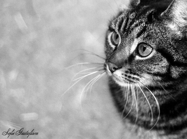 Lindaakupunktur 238 Kopia