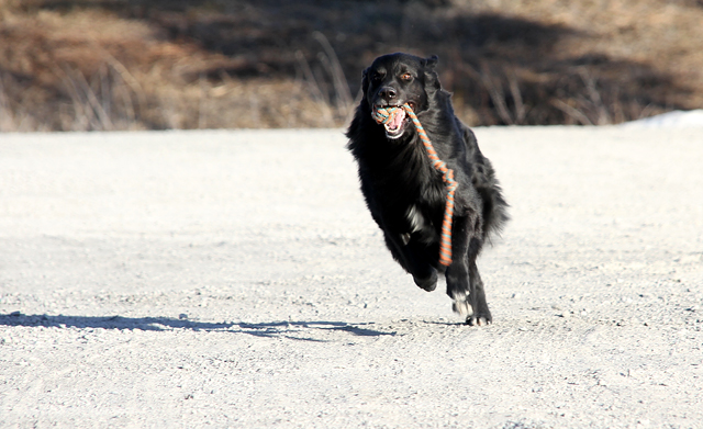 Jämtkraftarena18april2011 044 Kopia