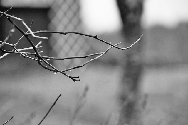 Modjavalparna 021 Kopia