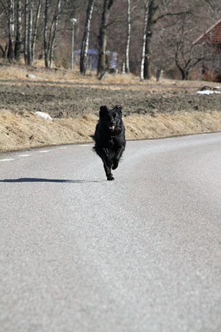 Modjavalparna 066 Kopia