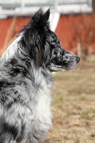 Modjavalparna 095 Kopia