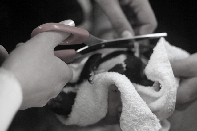 Modjavalparna 135 Kopia