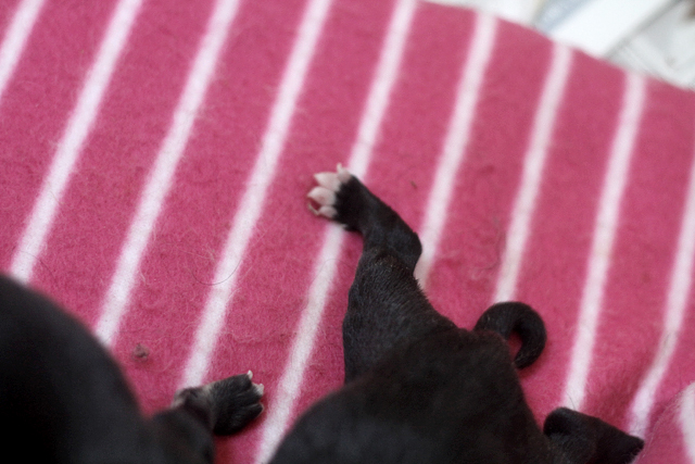 Modjavalparna 145 Kopia