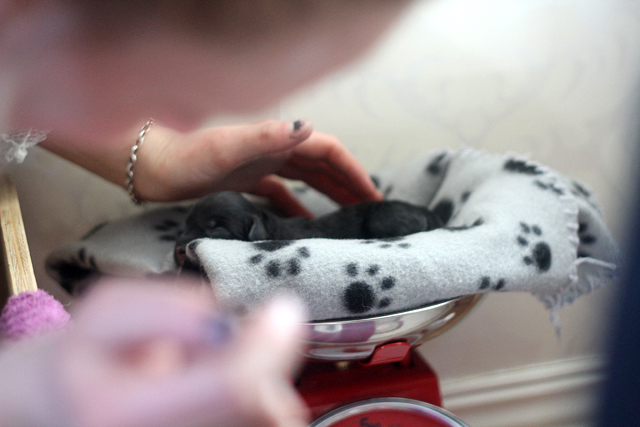 Modjavalparna 155 Kopia