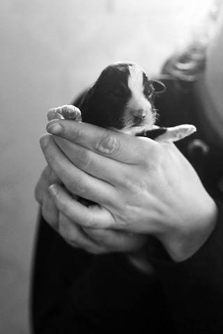 Modjavalparna 178 Kopia1