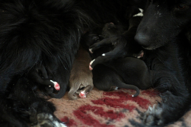 Modjavalparna 226 Kopia