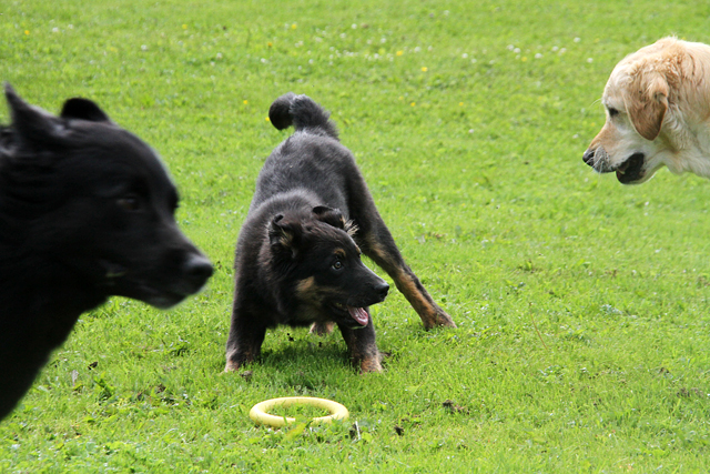 Hundarnaute 021 Kopia