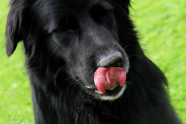 Hundarnaute 032 Kopia