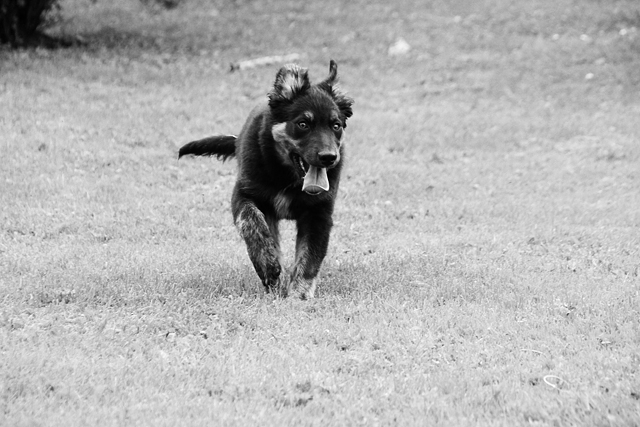 Hundarnaute 048 Kopia