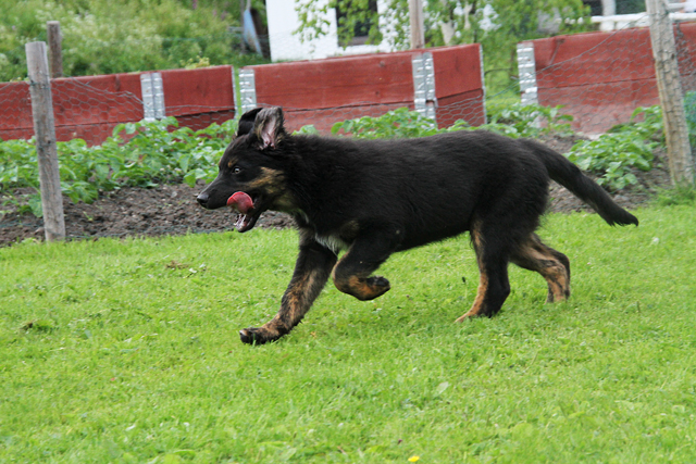 Hundarnaute 064 Kopia