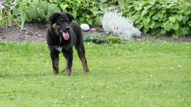 Hundarnaute 067 Kopia