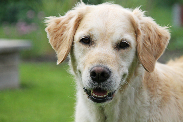 Hundarnaute 078 Kopia