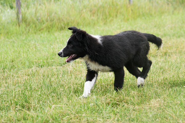 Valptr%C3%A4ffoascatrial 048 Kopia2