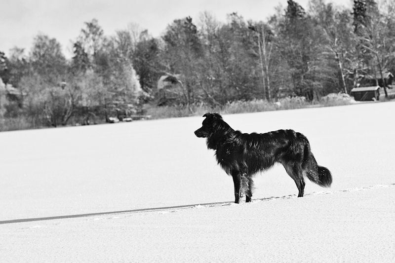 det där med att skriva blogg. IMG_7258