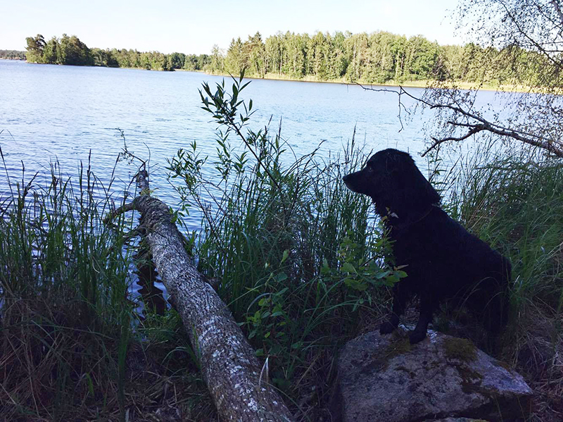 13493142_10153918630223141_2009014565_o